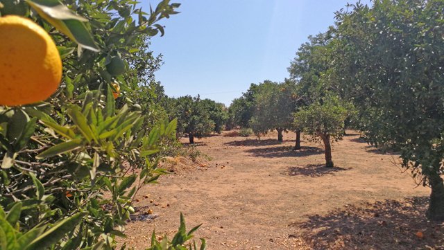 sevilla, el viso del alcor, haus, finca, pool zu verkaufen