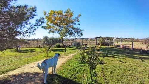 2420 andalucia, provincia huelva, la palma del condado, finca con 2 casas en venta